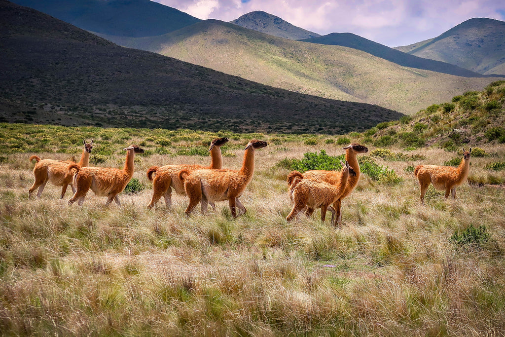 The Alpaca Movement: A sustainable alternative to industrial wool now in Hong Kong!