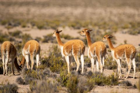 Vicuña