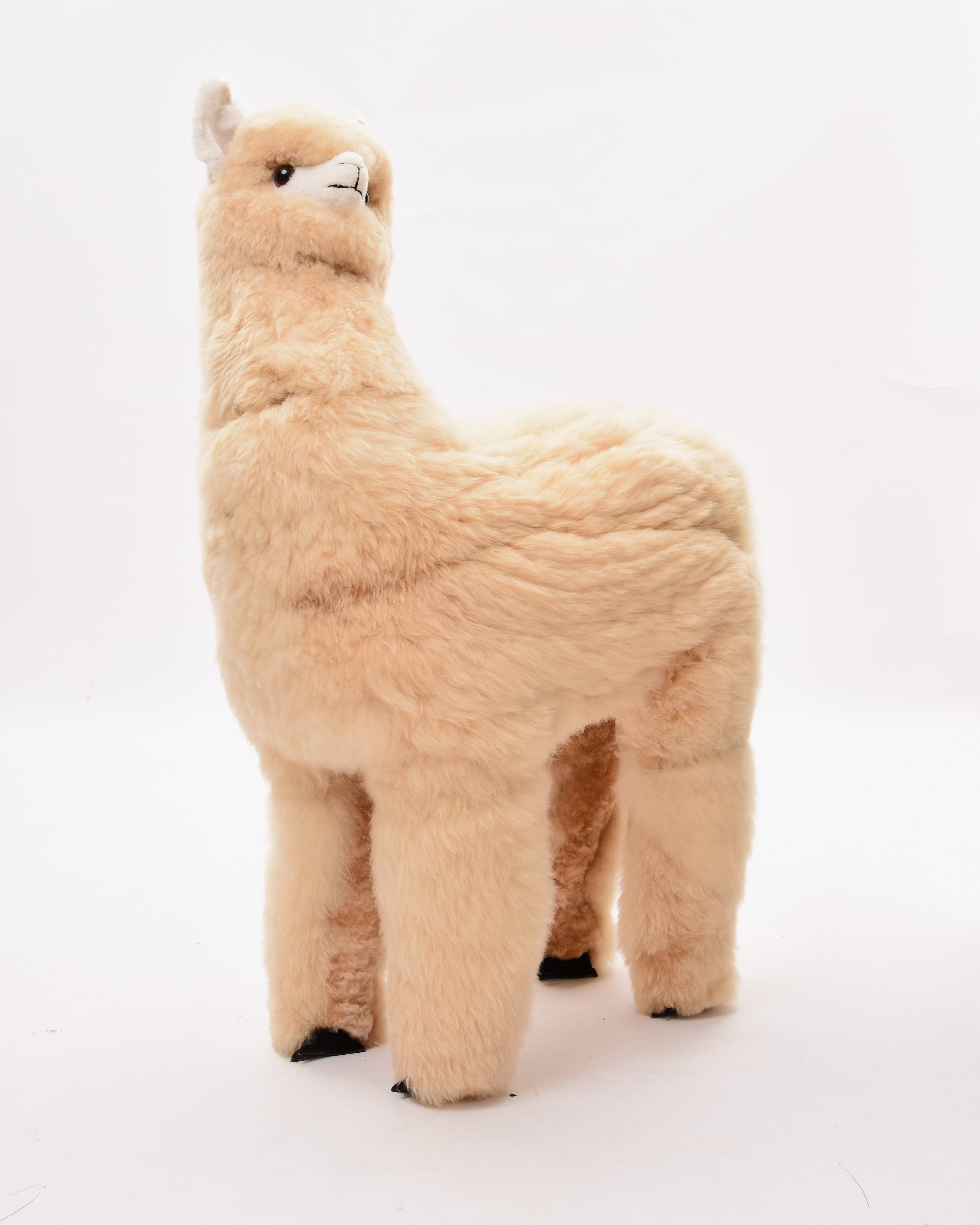 The 1.2 Metre Baby Alpaca